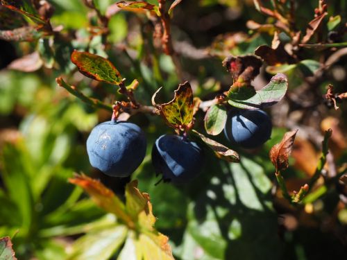 blueberries ripe blue