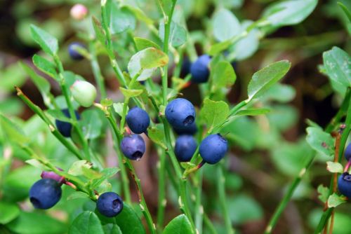 blueberries sprigs summer berries