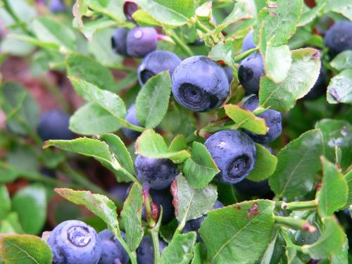 blueberries purple berries