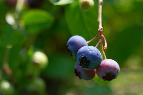 blueberries  ripening process  mature