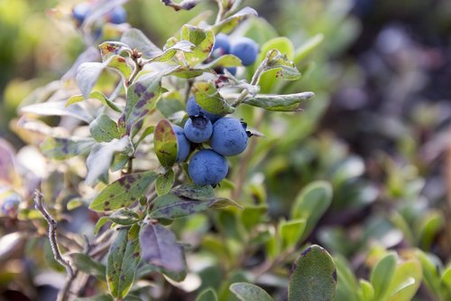 blueberries  canada  blueberry plant