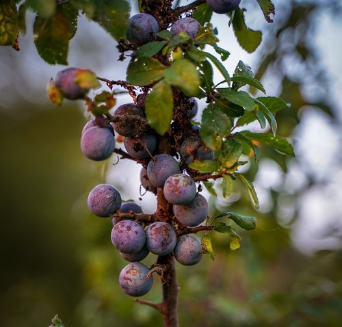 blueberries  purple berry  bush