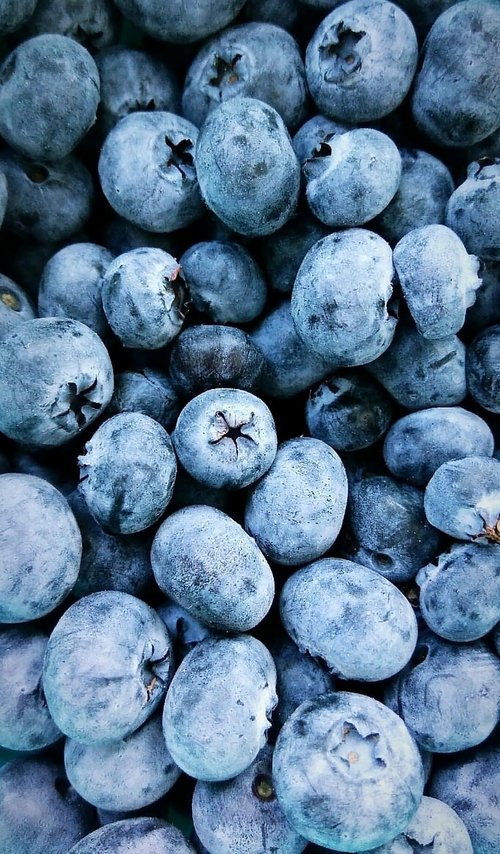 blueberries  fruit  blue