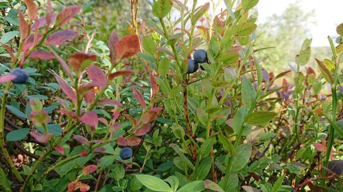 blueberries  autumn  botany