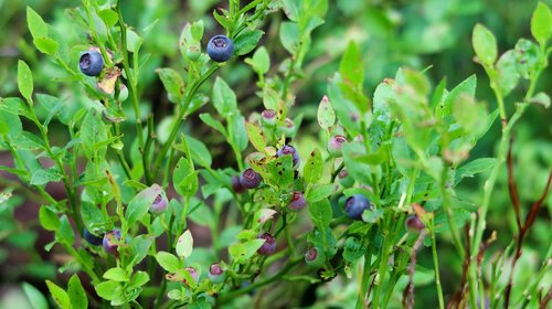 blueberries  forest  nature