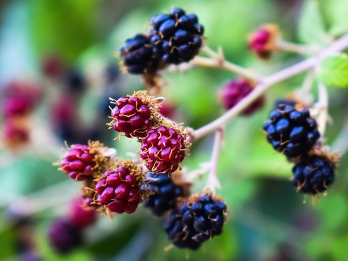 blueberries  fruit  food