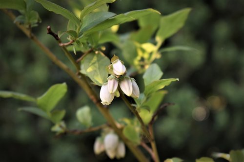 blueberries  flowers  leaves