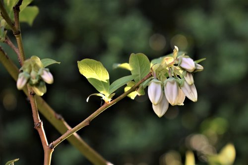 blueberries  flowers  leaves