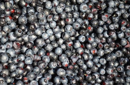 blueberries fruit bilberry