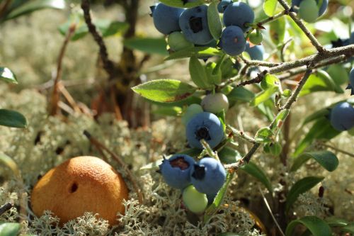 Blueberries Mushroom And Lichen