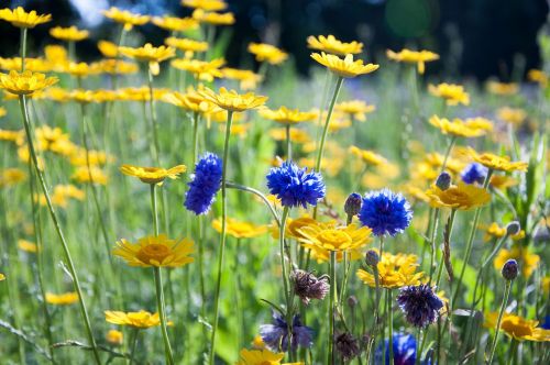 blueberry daisy flowers