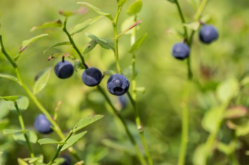 blueberry forest finnish