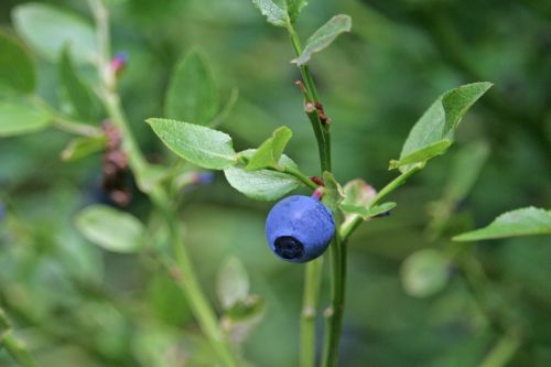 blueberry blue macro