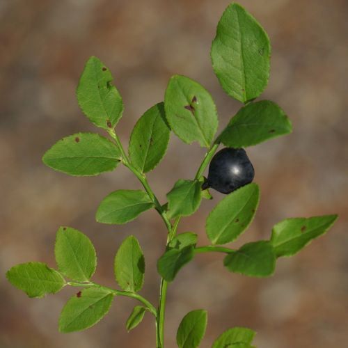 blueberry vaccinium myrtillus twig