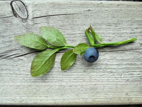 blueberry blueberry twig plant