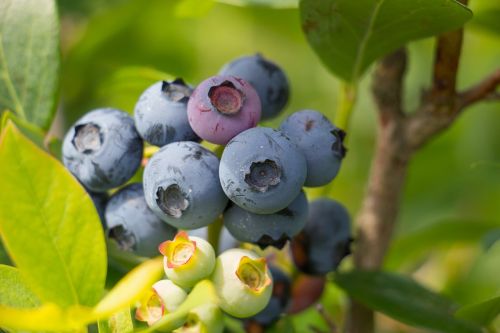 blueberry fruit summer