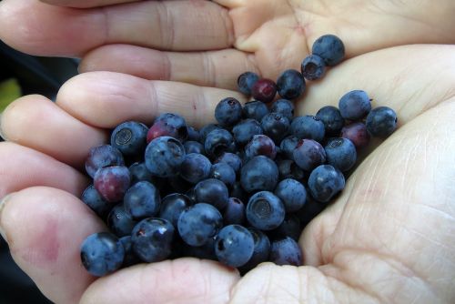 blueberry nature bio