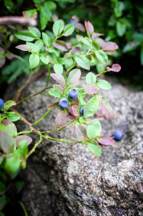 blueberry nature blue