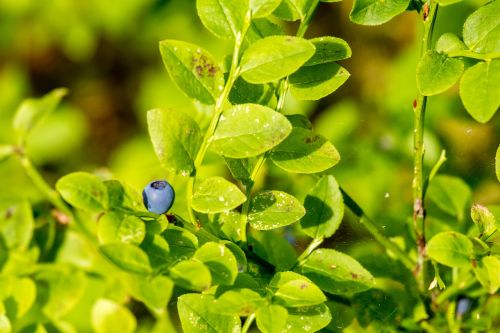 blueberry plant food