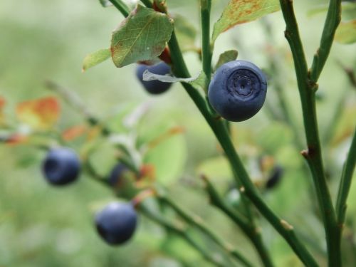 blueberry nature food