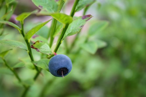 blueberry fruit crop
