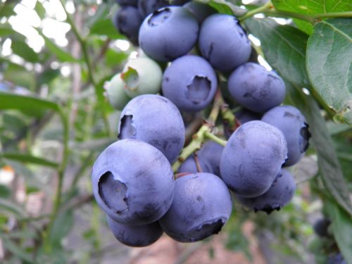 blueberry purity orchard