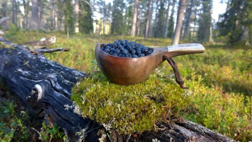 blueberry kuksa moss