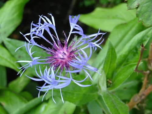 blueberry blue flower wild flowers