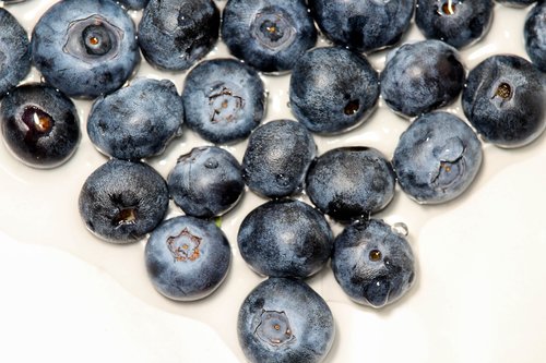 blueberry  berry  fruit