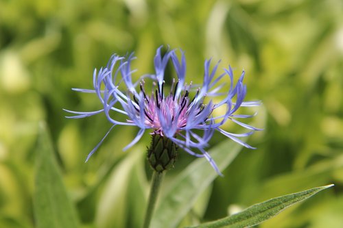 blueberry  wild flower  blue flower