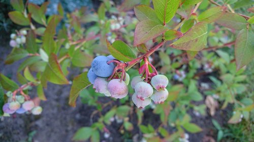 blueberry  blue huckleberry  berries