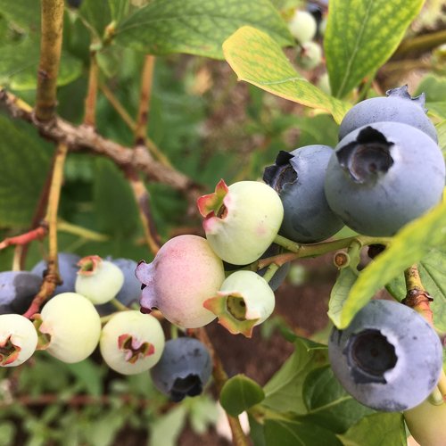 blueberry  nature  fruit