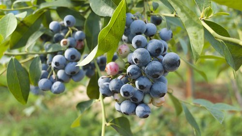 blueberry  summer  fruit