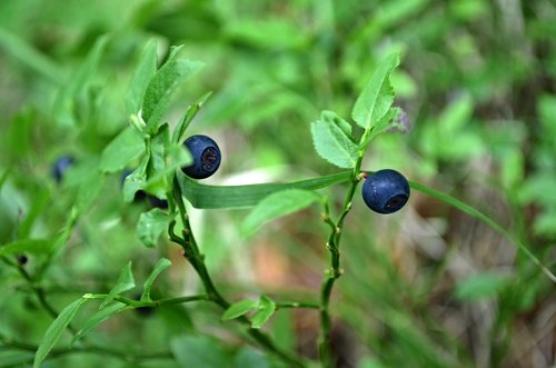 blueberry  čučorietka  blue
