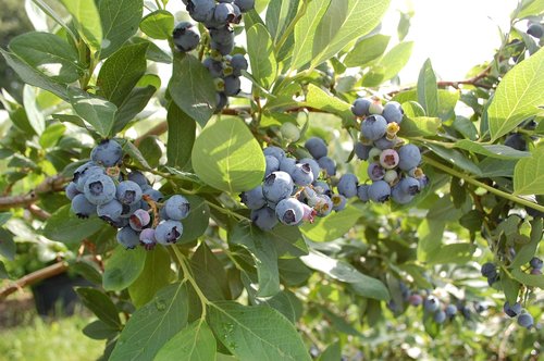 blueberry  fruit  berries
