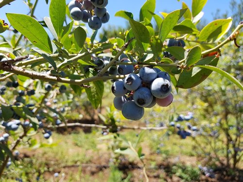 blueberry  nature  fruit