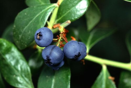 blueberry fruit blueberries