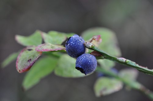 blueberry  blue berries  berries