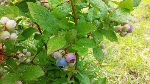 blueberry wood nature