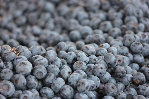 blueberry wild berry