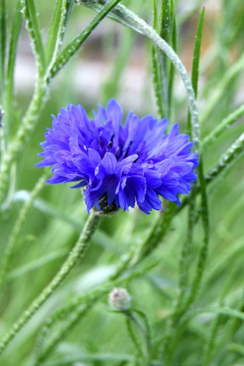 blueberry  flower  plants