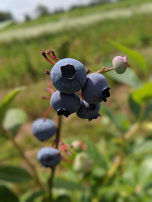 blueberry  farm  fruit