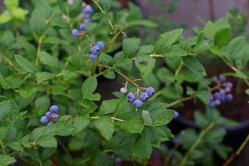 blueberry plants fruit