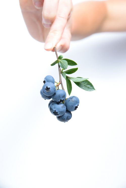 blueberry fruit blue