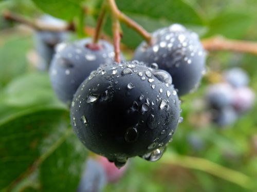 blueberry huckleberry fresh