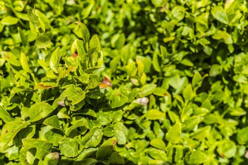 blueberry bushes bush green