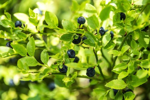 blueberry forest undergrowth forest fruits