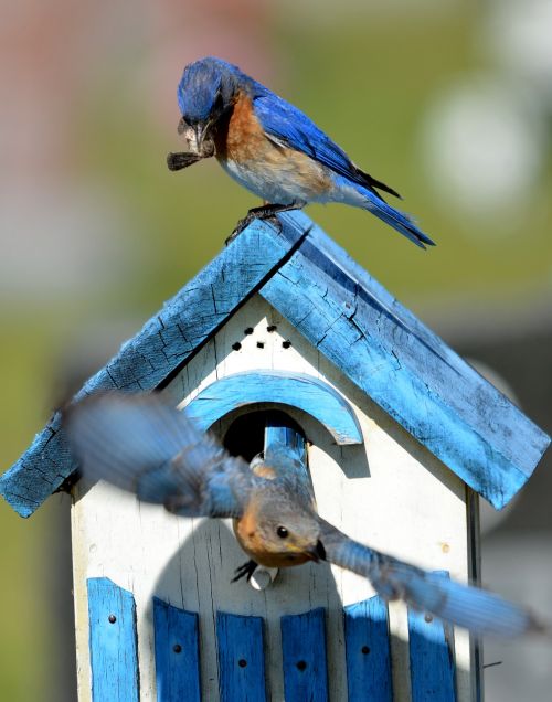 bluebird bird aviary