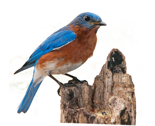 bluebird png bird
