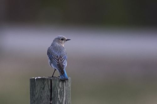 bluebird female canadian rocky mountains